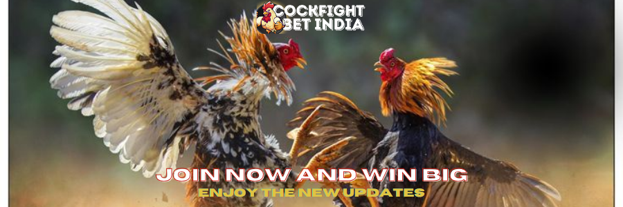 online cockfighting