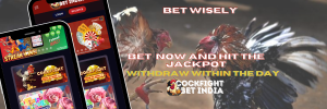cockfight betting app