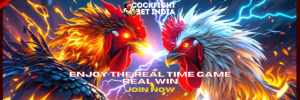 cock fight game
