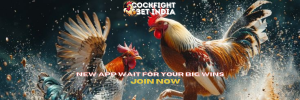 cockfight app