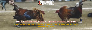 cockfighting app