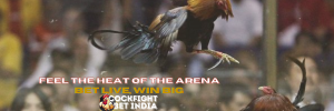 online cockfighting game