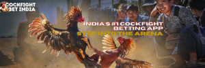 cockfight betting app india