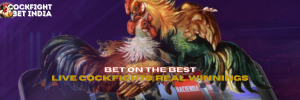 cockfight betting