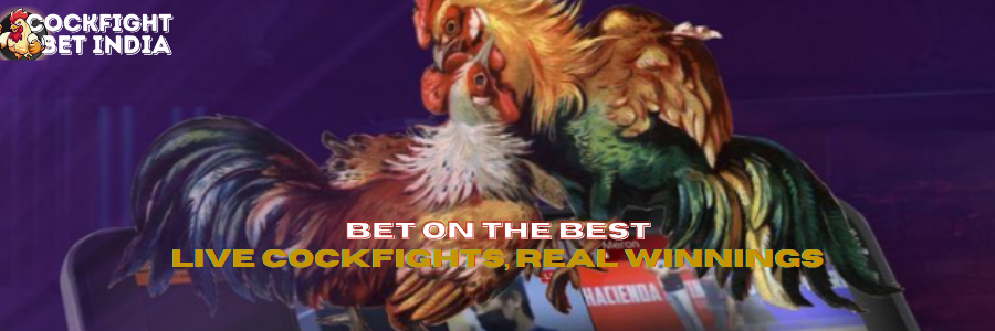 cockfight betting