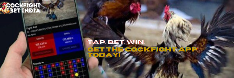 cockfight app download