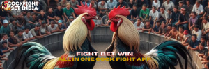 cock fight app