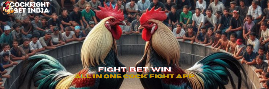 cock fight app