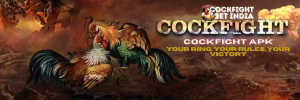 cockfight apk
