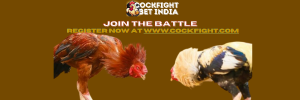 www.cockfight.com register