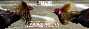 cockfighting login