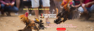 cockfight betting app download