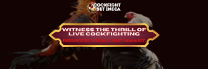 cockfight registration