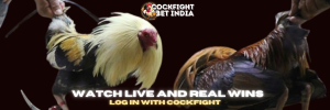 Cockfight.Login