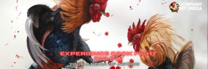 cock fight online
