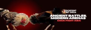 cock fight asia