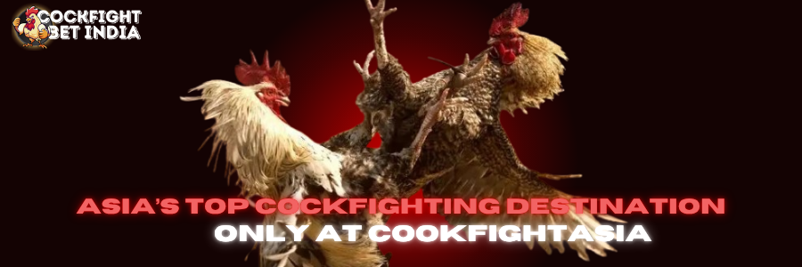 cookfight asia.com