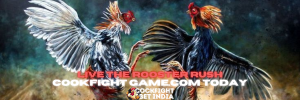 cookfight game.com