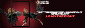 cockfight update app