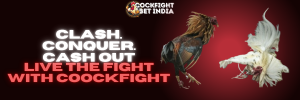 coockfight