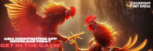 asia cockfighting app download