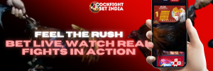 live cockfighting live betting