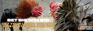 cockfighting app