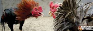cockfighting app