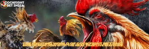 cockfight betting