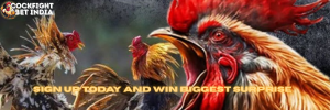 cockfight betting