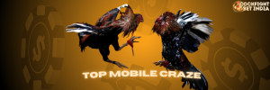cock fight app
