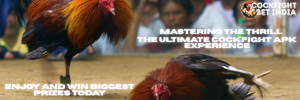 cockfight apk