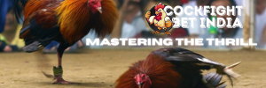 cockfight apk
