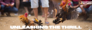 cockfighting login