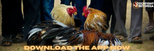 cockfight betting app download
