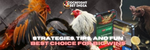 cockfight betting app