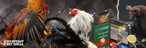 cockfight betting app