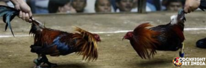 cockfight game