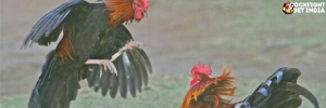 cockfightbet