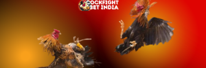 cockfightlogin