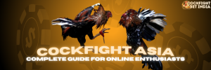 cockfight asia