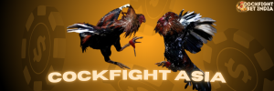 cockfight asia