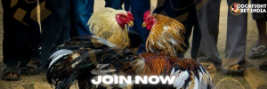 cockfight bet