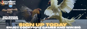 cockfight games