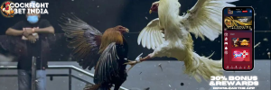 cockfight games