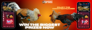 cockfightgame