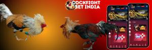 cockfightgame